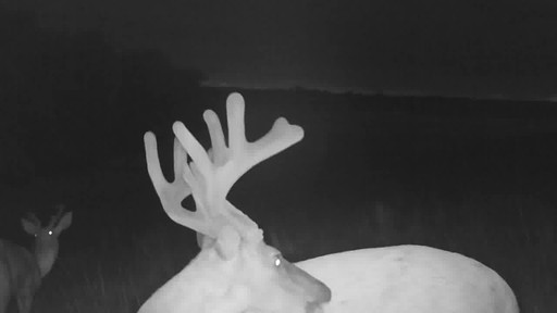 Stealth Cam DS4K Trail/Game Camera 30 Megapixels - image 7 from the video